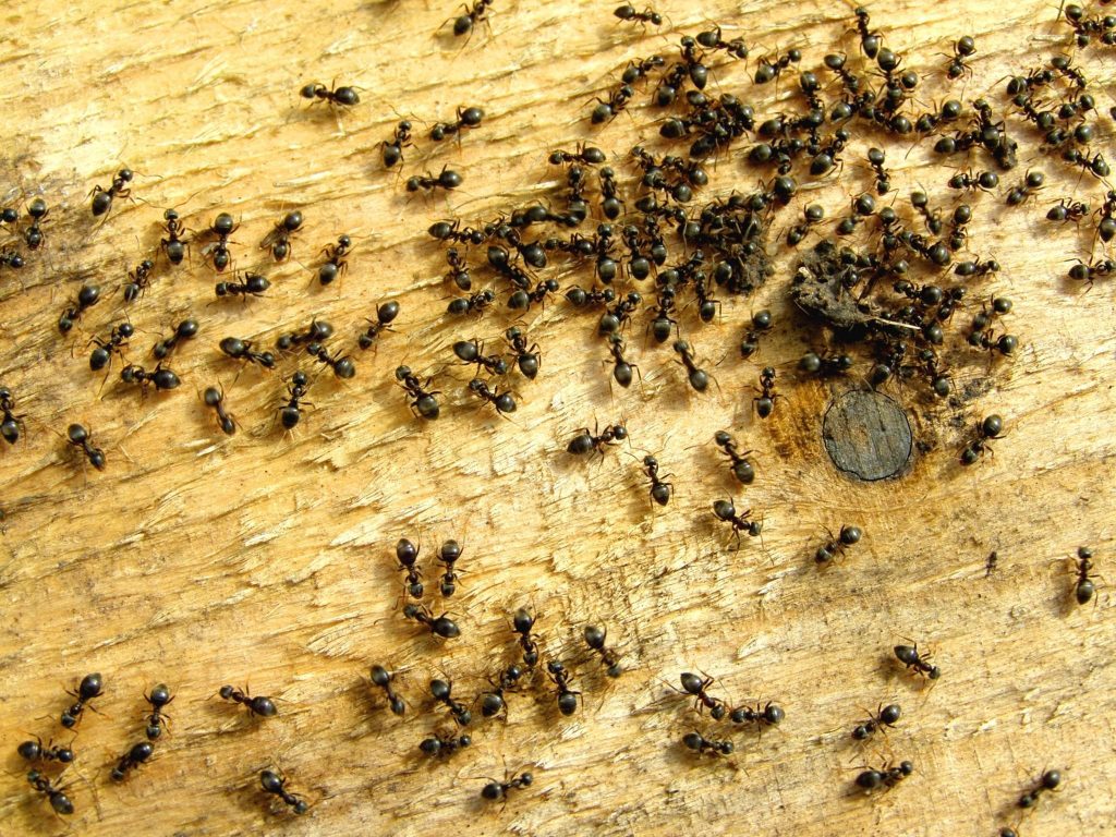 Where Can you Usually Find Ant Colonies in your Home?