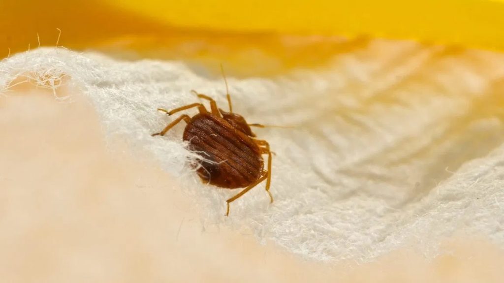 What do bed bugs hate?