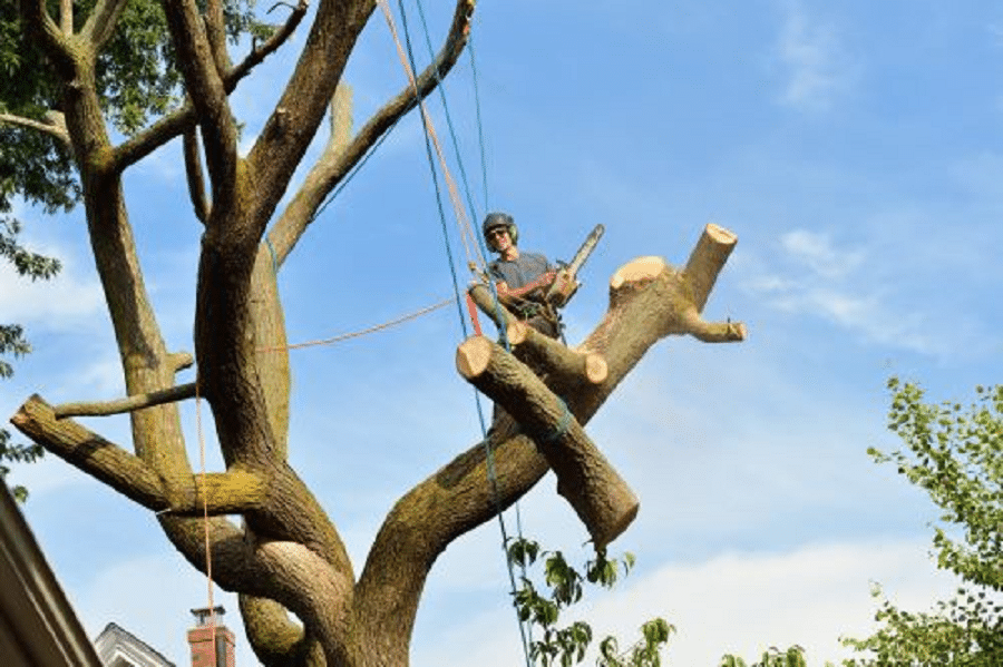 How to Safely Cut Tree Limbs Hanging Over a House