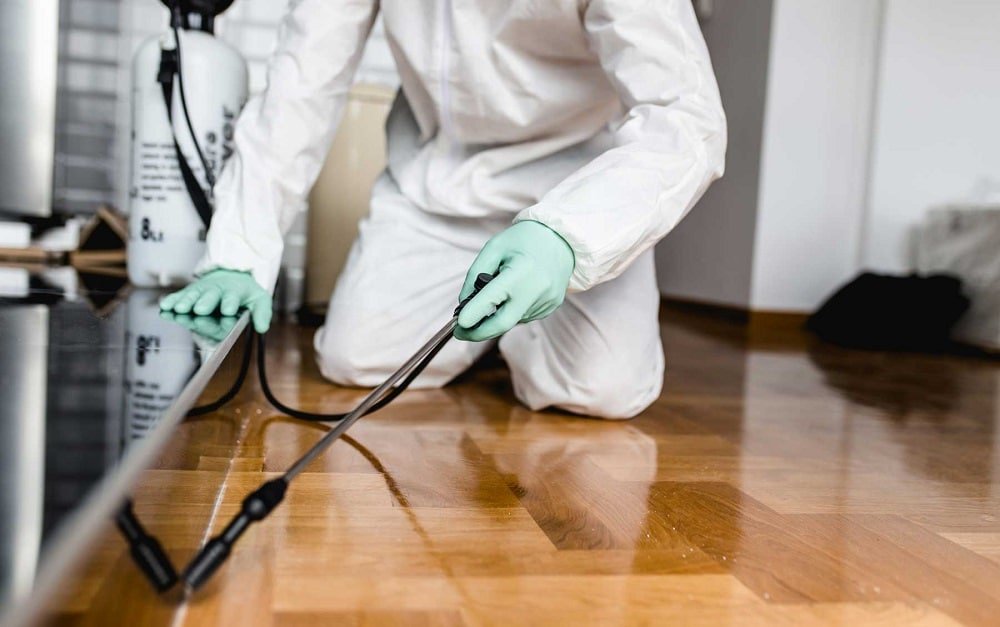 Pest Control: Why You Cannot Live Without It