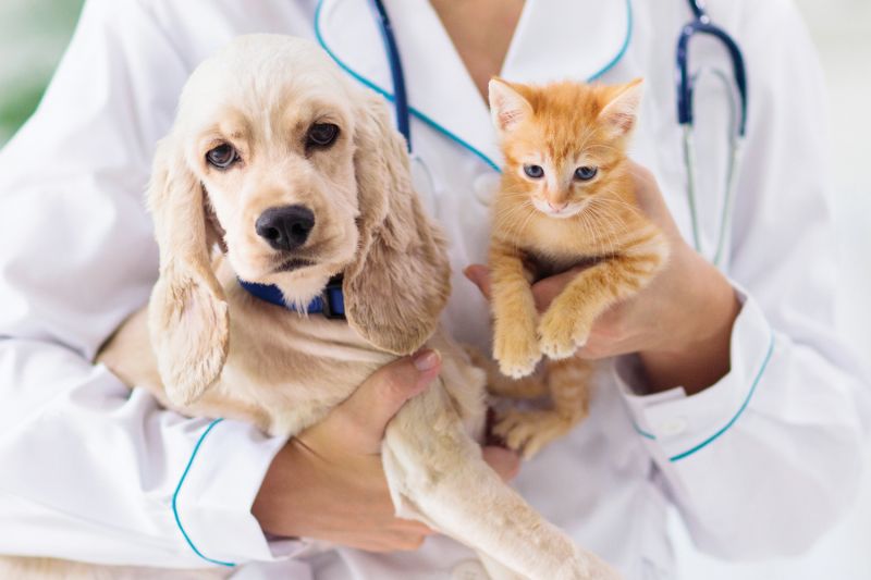 The Benefits Of Spaying And Neutering Your Pet