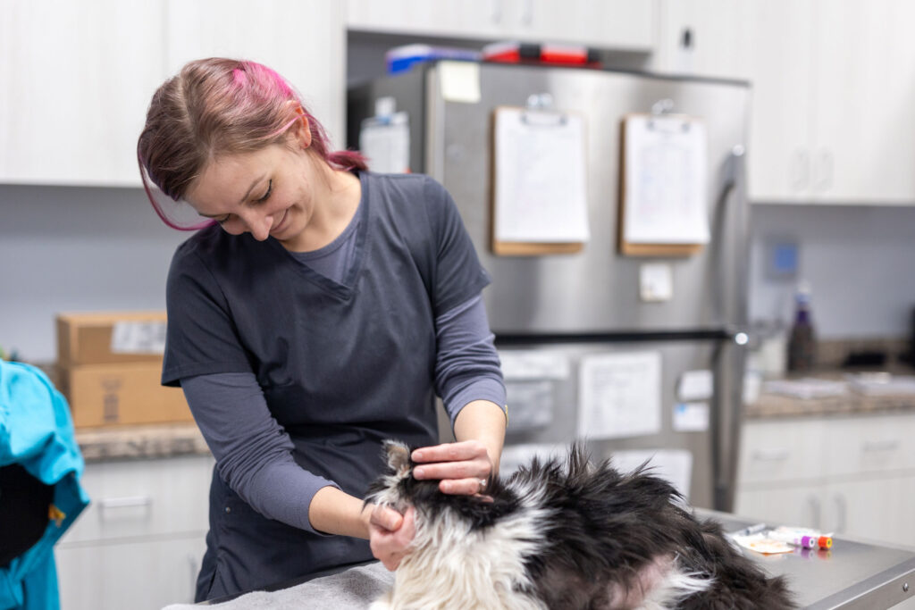 Parasite Prevention And Treatment At Your Animal Clinic