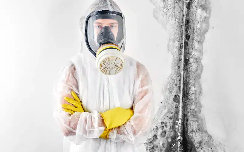 Effective Strategies for Mold Removal in Cary: The Ultimate Guide