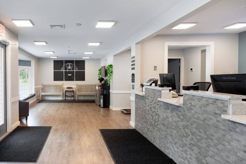Behind The Scenes: A Look Inside A Modern Animal Hospital