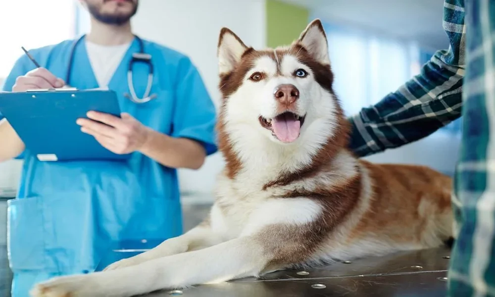 4 Common Conditions Treated In Animal Hospitals