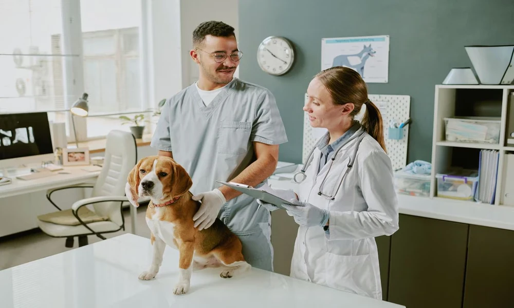 How Veterinary Hospitals Support Long Term Pet Wellness