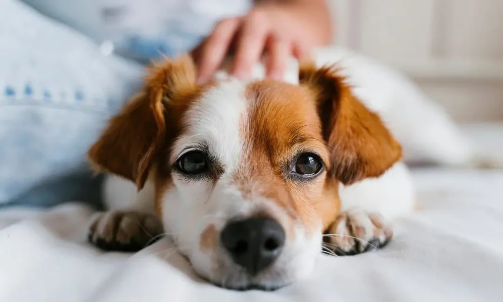 How General Vets Help Pets Cope With The Loss Of An Animal Companion